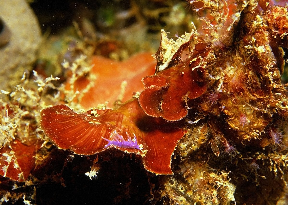 Представитель Семейства Peyssonneliaceae